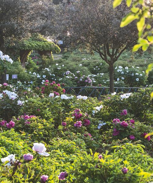 Il Giardino delle Peonie