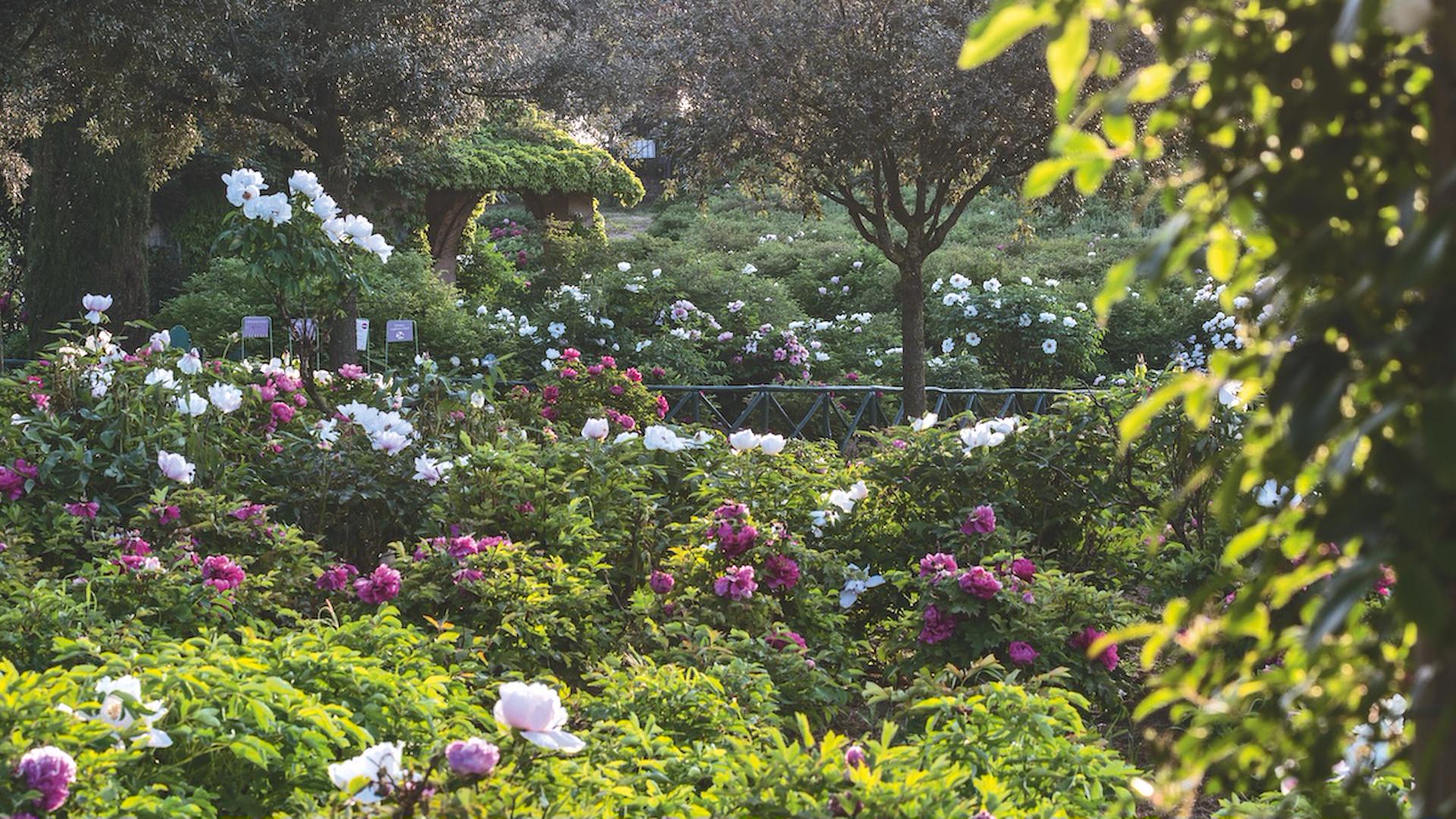 Il Giardino delle Peonie
