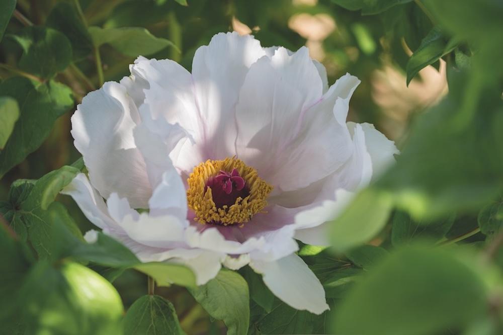 Il Giardino delle Peonie