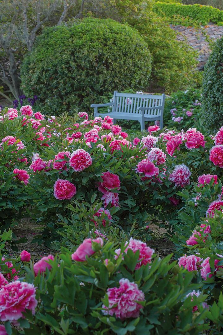 Il Giardino delle Peonie