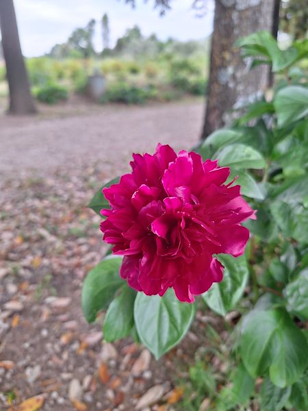 Il Giardino delle Peonie