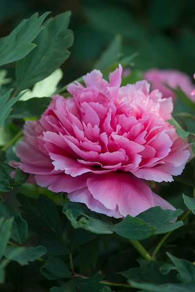 Il Giardino delle Peonie