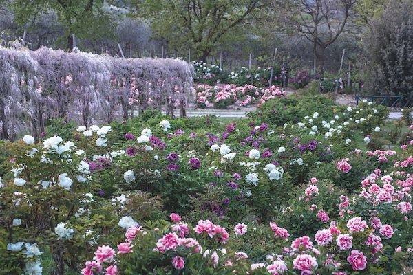 Il Giardino delle Peonie