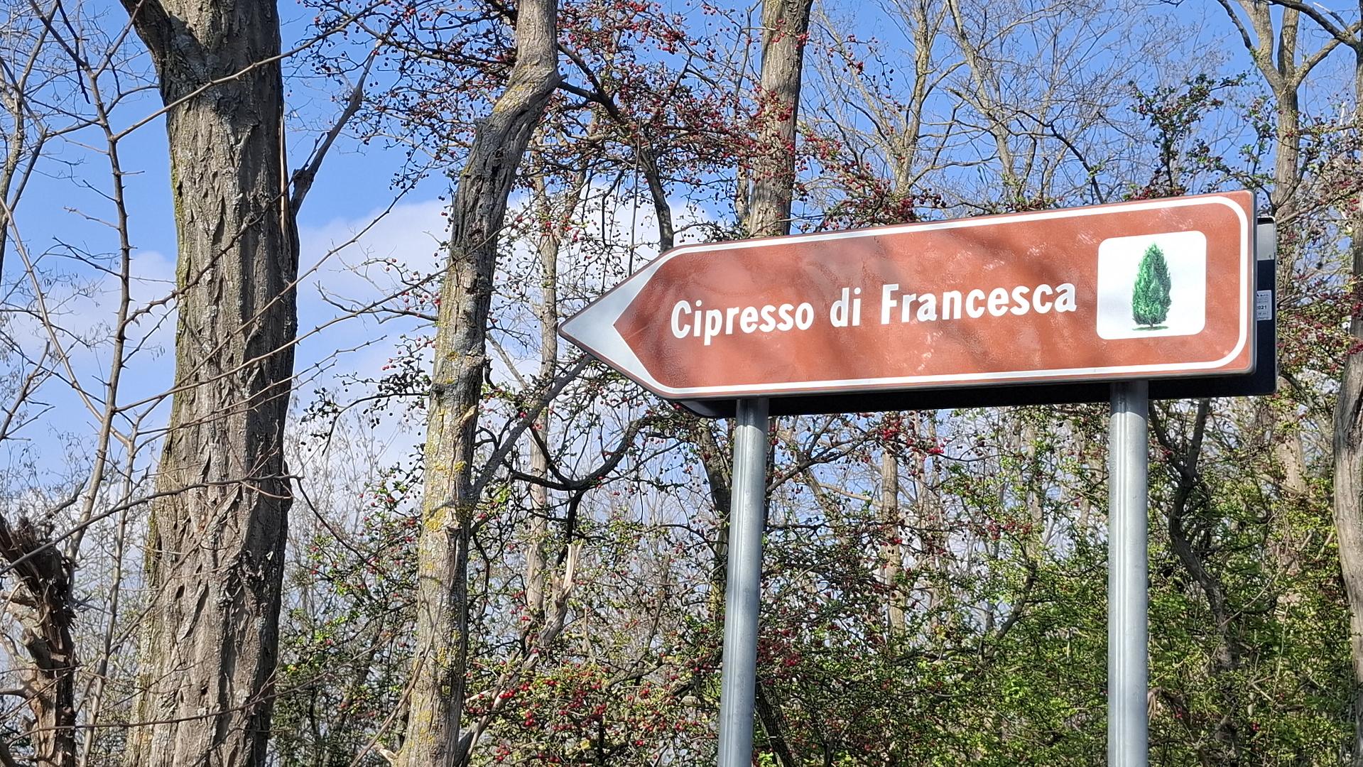 Indicazioni per il cipresso di Francesca