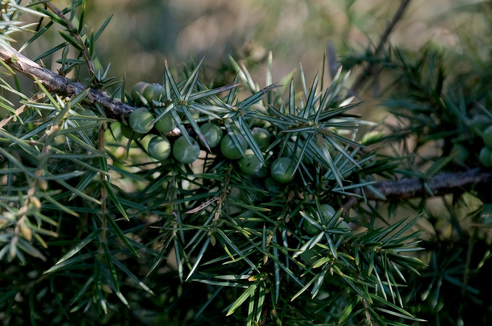 Il ginepro verde
