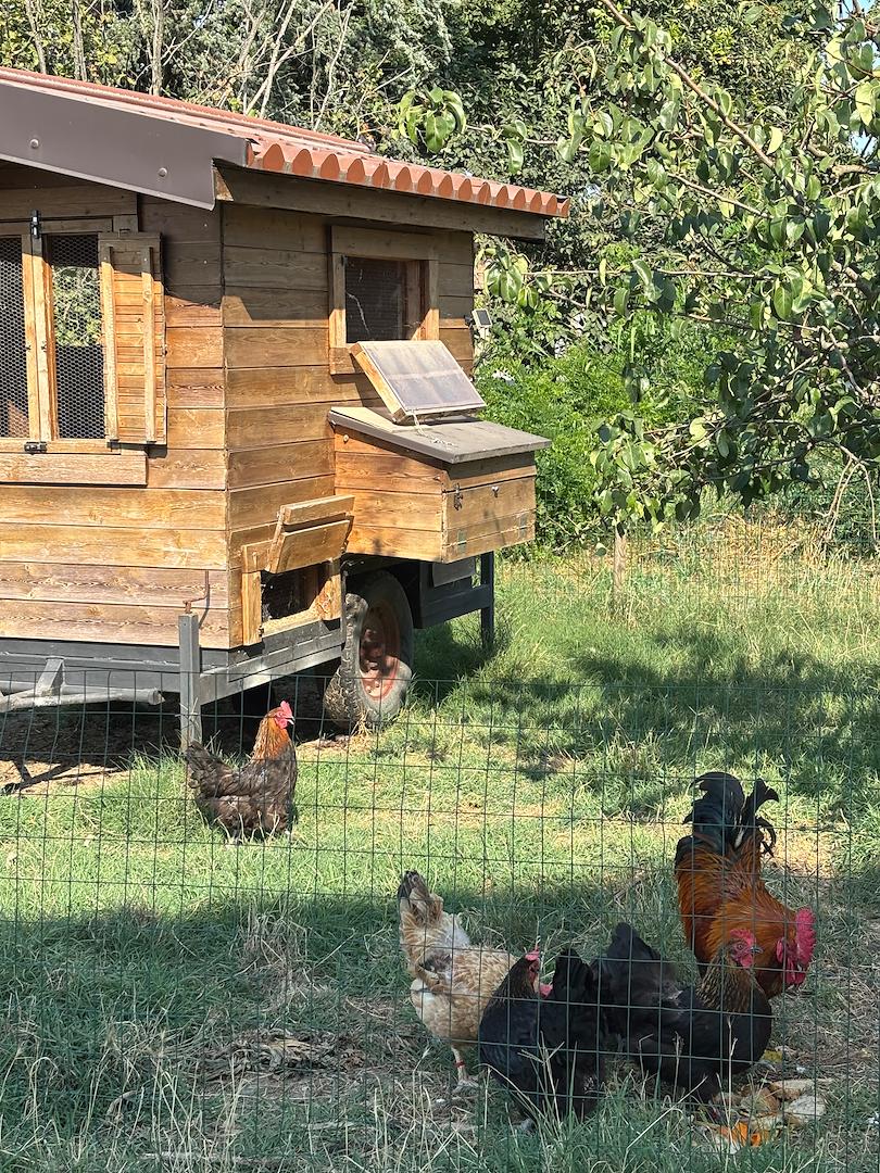 Il pollaio con la porta a energia solare