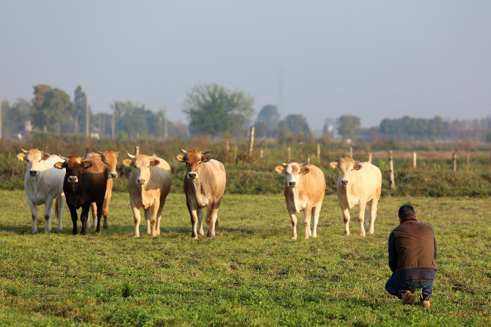 La romantic farm  di Runate