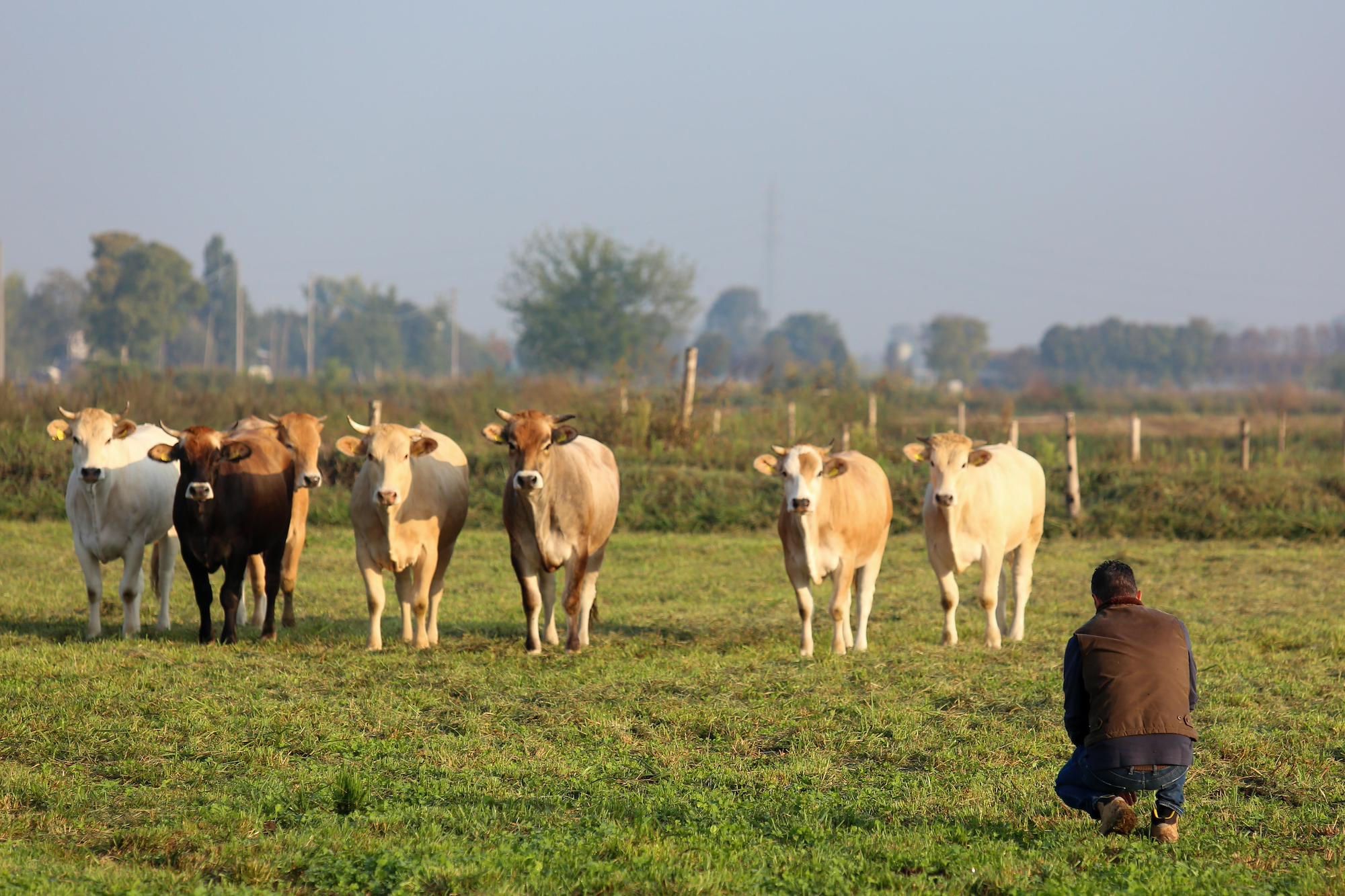 La romantic farm  di Runate